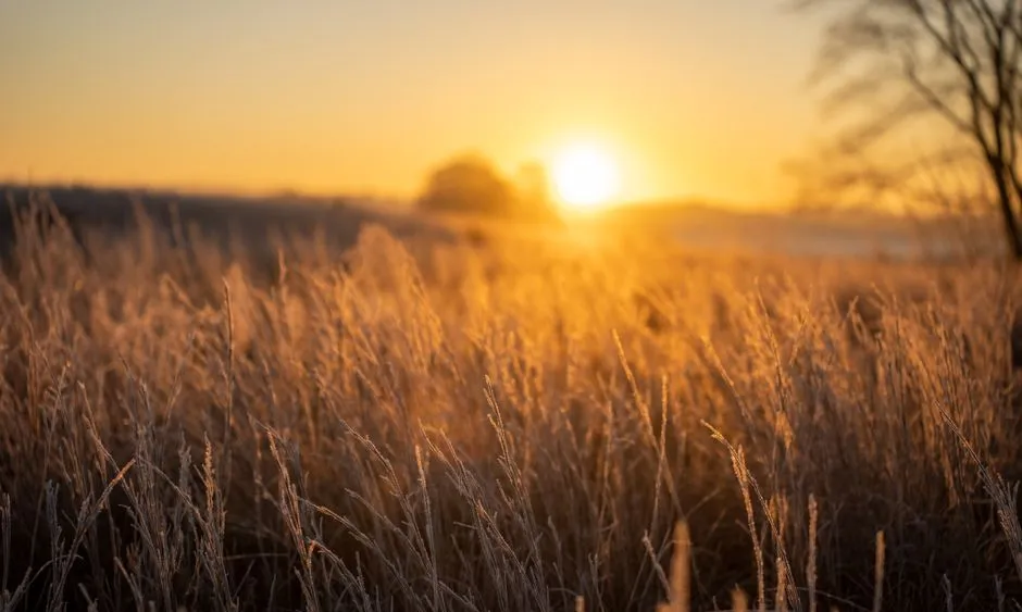 A golden sunrise over a Manitoba prairie field