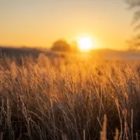 A golden sunrise over a Manitoba prairie field